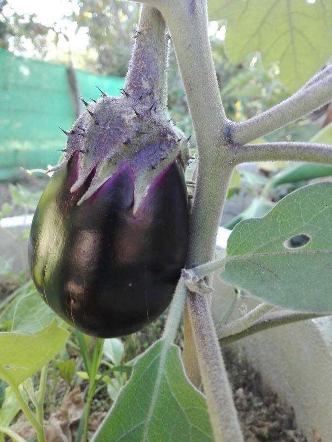 บ้านสวนปวิชญา เกษตรอินทรี فانغ المظهر الخارجي الصورة